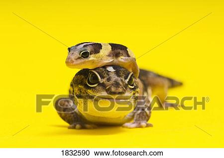 African Fat-Tailed Geckos View Large Photo Image Stock Image - African Fat-Tailed Geckos. Fotosearch