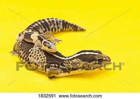 Stock Image - African Fat-Tailed Geckos. Fotosearch