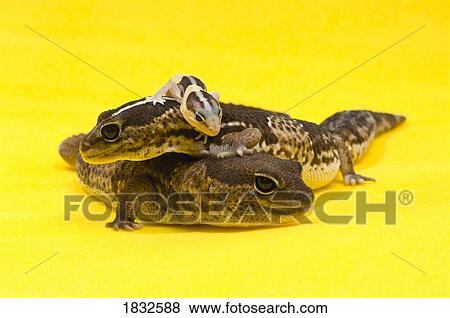 Stock Photo - African Fat-Tailed Geckos. Fotosearch