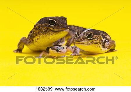 African Fat-Tailed Geckos View Large Photo Image Stock Photo - African Fat-Tailed Geckos. Fotosearch