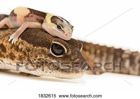 Stock Photography - African fat-tailed Geckos. Fotosearch
