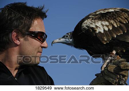 Stock Photo - An Egyptian vulture and a falconer. Fotosearch