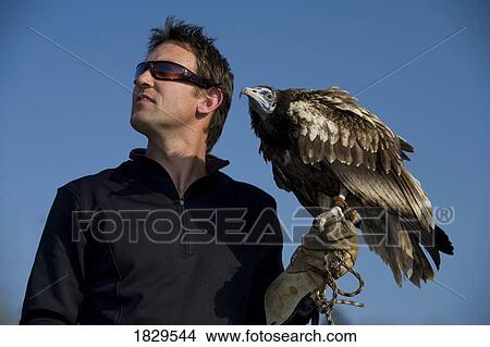 An Egyptian vulture (Neophron percnopterus)and a falconer View Large Photo Image Picture - An Egyptian vulture (Neophron percnopterus)and a falconer. Fotosearch