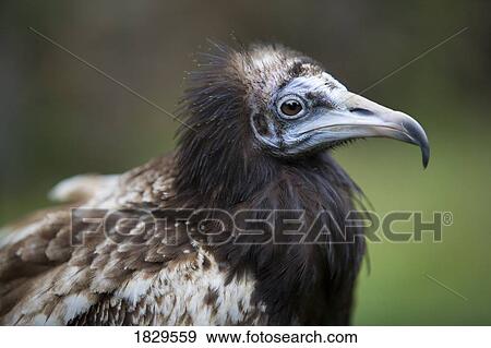 Stock Photo - An Egyptian vulture (Neophron percnopterus). Fotosearch