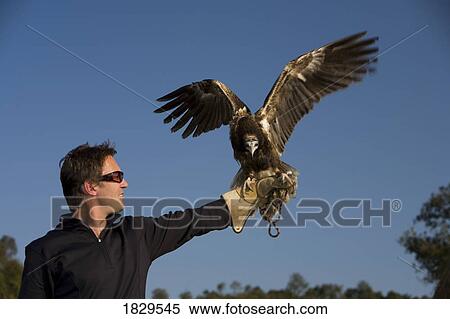 An Egyptian vulture (Neophron percnopterus)and a falconer View Large Photo Image Stock Photography - An Egyptian vulture (Neophron percnopterus)and a falconer. Fotosearch