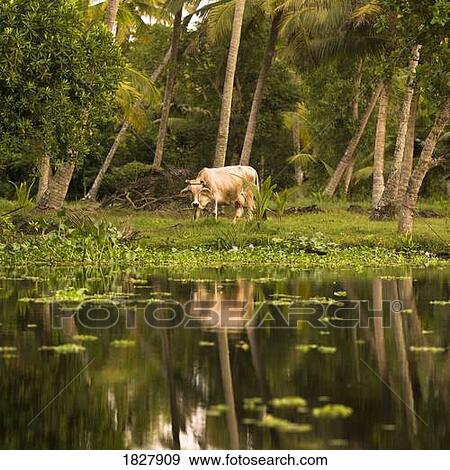 Animal reflection, Kerala, India View Large Photo Image Stock Photo - Animal reflection, Kerala, India . Fotosearch