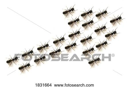 Ants forming an arrow View Large Photo Image Picture - Ants forming an arrow. Fotosearch