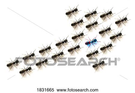 Stock Photography - Ants forming an arrow. Fotosearch