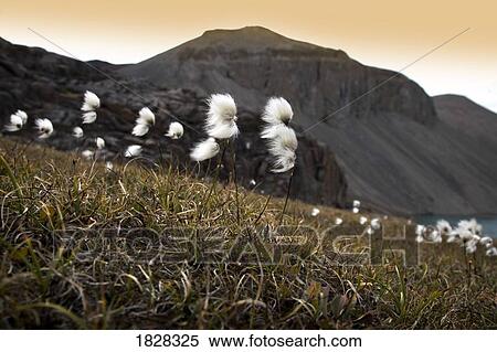 Stock Photography - Arctic Cotton, Cottongrass (Eriophorum scheuchzeri), Nunavut, Canada. Fotosearch
