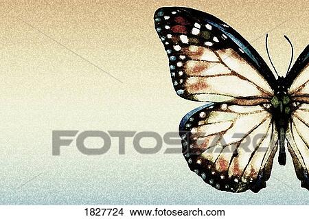 Artistic butterfly View Large Photo Image Picture - Artistic butterfly. Fotosearch