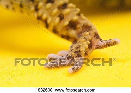 Ausgewachsene Leopard Gecko Fuss Stock Foto 1832608 Fotosearch