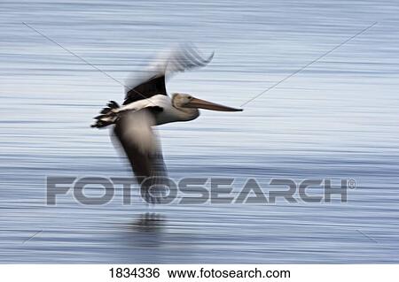 Australian Pelican in flight, Pelecanus conspicillatus, Kangaroo Island, Australia View Large Photo Image Stock Photograph - Australian Pelican in flight, Pelecanus conspicillatus, Kangaroo Island, Australia . Fotosearch