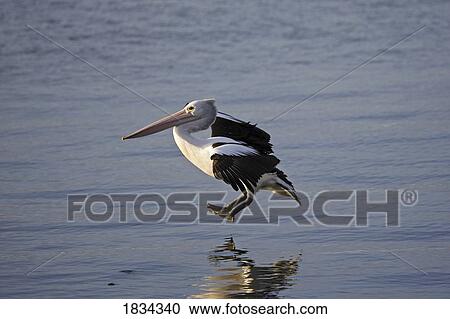 Australian Pelican landing on water, Pelecanus conspicullatus, Kangaroo Island, Australia View Large Photo Image Stock Image - Australian Pelican landing on water, Pelecanus conspicullatus, Kangaroo Island, Australia . Fotosearch