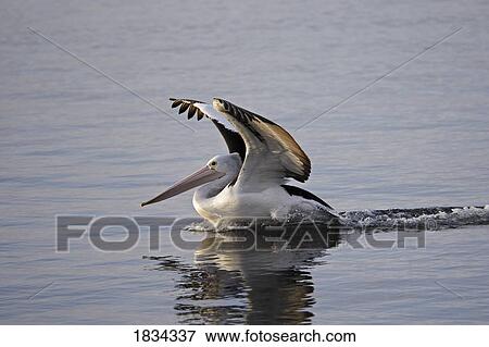 Stock Photo - Australian Pelican landing on water, Pelecanus conspicullatus, Kangaroo Island, Australia . Fotosearch