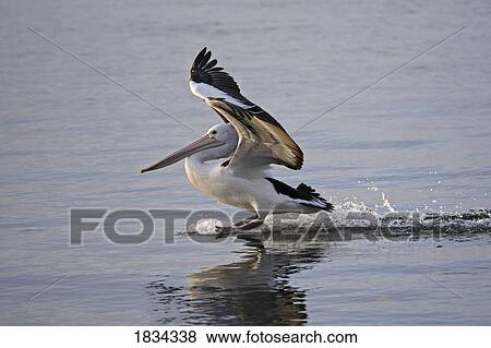 Australian Pelican landing on water, Pelecanus conspicillatus, Kangaroo Island, Australia View Large Photo Image Stock Photo - Australian Pelican landing on water, Pelecanus conspicillatus, Kangaroo Island, Australia . Fotosearch