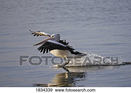 Stock Photo - Australian Pelican landing on water, Pelecanus conspicillatus, Kangaroo Island, Australia . Fotosearch