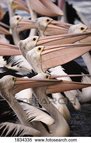 Stock Photography - Australian Pelicans, Kangaroo Island, Australia. Fotosearch