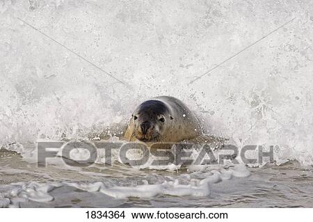 Australian Sea Lion (Neophoca cinerea), Kangaroo Island, Australia View Large Photo Image Picture - Australian Sea Lion (Neophoca cinerea), Kangaroo Island, Australia. Fotosearch