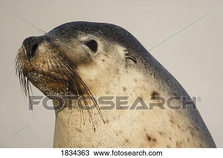 Stock Image - Australian sea lion. Fotosearch