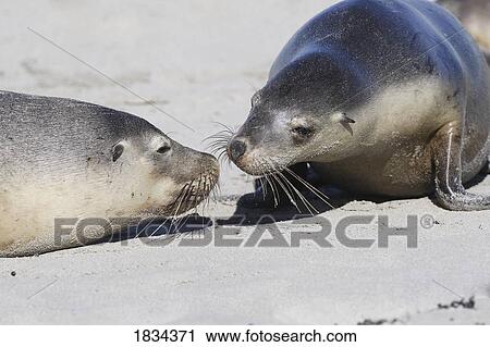 Stock Image - Australian sea lions, Neophoca cinerea, Kangaroo Island, Australia . Fotosearch
