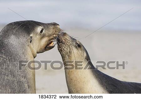 Australian sea lions View Large Photo Image Stock Image - Australian sea lions. Fotosearch