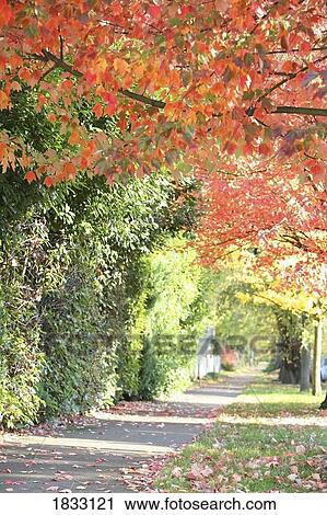 Autumn leaves View Large Photo Image Stock Image - Autumn leaves. Fotosearch