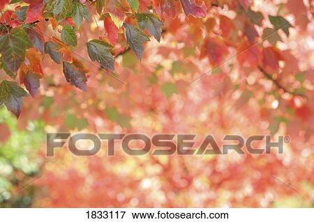 Autumn leaves View Large Photo Image Stock Photo - Autumn leaves. Fotosearch
