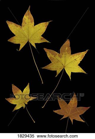 Stock Photography - Autumn leaves. Fotosearch