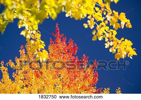Autumn Trees View Large Photo Image Stock Image - Autumn Trees. Fotosearch