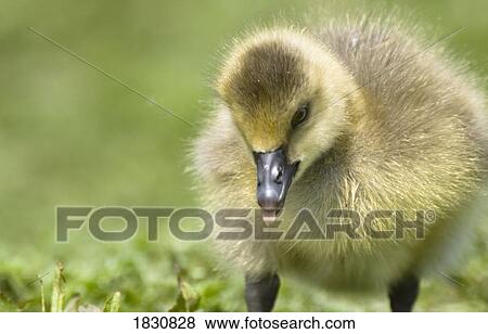 Stock Photo - Baby duckling. Fotosearch