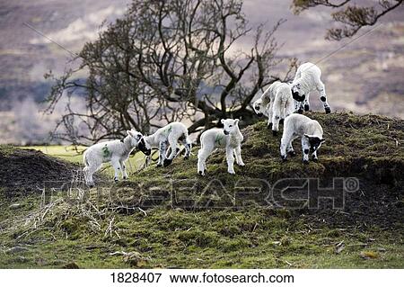 Stock Photo - Baby lambs on a hill. Fotosearch
