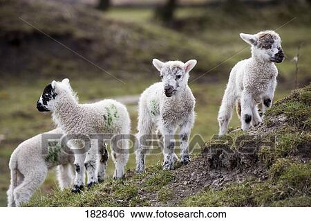 Stock Photograph - Baby lambs. Fotosearch