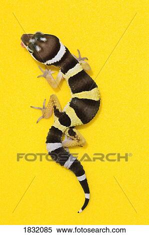 Stock Photography - Baby Leopard Gecko On Yellow. Fotosearch