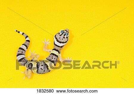 Stock Image - Baby Leopard Gecko. Fotosearch