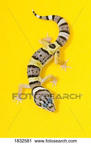 Stock Image - Baby Leopard Gecko. Fotosearch