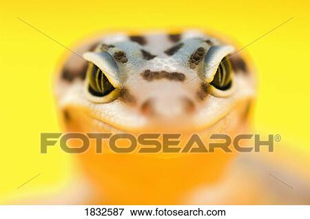 Stock Photo - Baby Leopard Gecko. Fotosearch