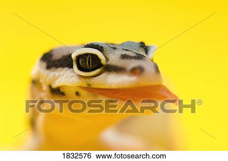 Baby Leopard Gecko View Large Photo Image Stock Photograph - Baby Leopard Gecko. Fotosearch