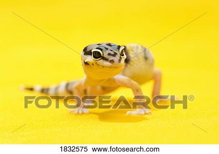 Stock Photography - Baby Leopard Gecko. Fotosearch