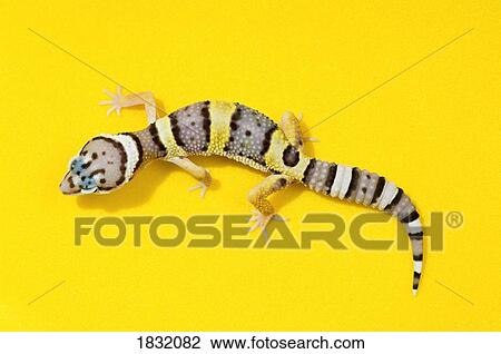 Baby Leopard Geckos On Yellow View Large Photo Image Stock Image - Baby Leopard Geckos On Yellow. Fotosearch
