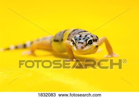 Baby Leopard Geckos On Yellow View Large Photo Image Stock Image - Baby Leopard Geckos On Yellow. Fotosearch