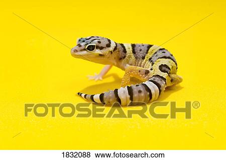 Baby Leopard Geckos On Yellow View Large Photo Image Stock Photo - Baby Leopard Geckos On Yellow. Fotosearch