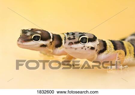 Baby Leopard Geckos View Large Photo Image Stock Image - Baby Leopard Geckos. Fotosearch