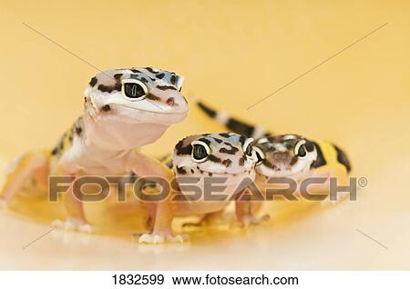 Baby Leopard Geckos View Large Photo Image Stock Photo - Baby Leopard Geckos. Fotosearch