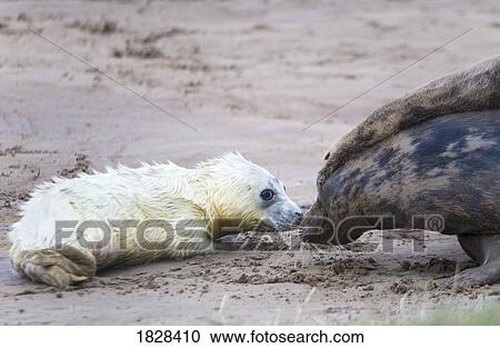 Baby seal and adult seal View Large Photo Image Stock Image - Baby seal and adult seal. Fotosearch