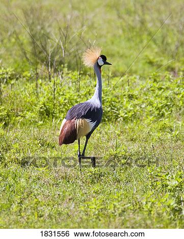 (Balearica regulorum regulorum) South African Crowned Crane View Large Photo Image Stock Photograph - (Balearica regulorum regulorum) South African Crowned Crane . Fotosearch