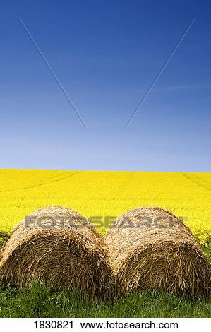 Stock Image - Bales of hay and canola field. Fotosearch