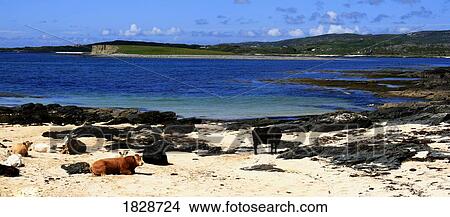 Ballyconneely, Connemara, County Galway, Ireland; Cows on coastal beach View Large Photo Image Picture - Ballyconneely, Connemara, County Galway, Ireland; Cows on coastal beach. Fotosearch