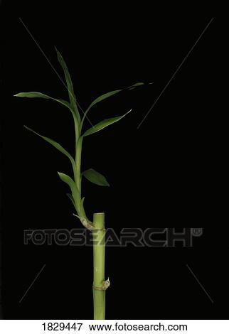 Stock Photo - Bamboo branch. Fotosearch