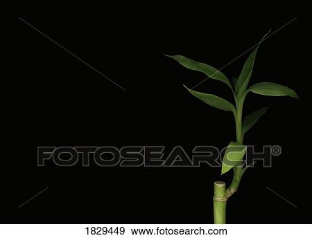 Stock Photo - Bamboo branch. Fotosearch