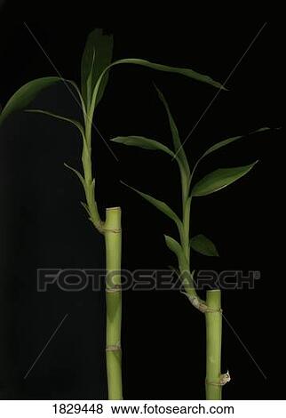 Stock Photo - Bamboo branches. Fotosearch